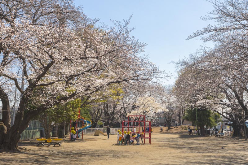 桜の名所としても知られる「北朝霞公園」