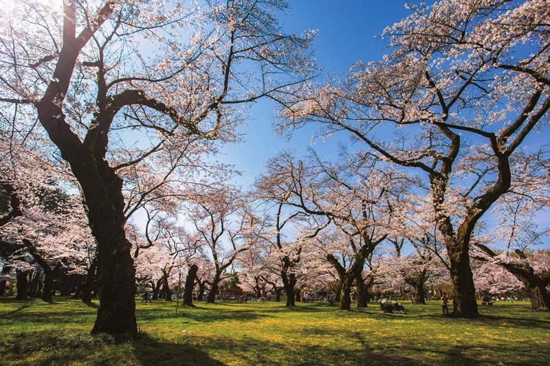 桜の美しい「小金井公園」もおすすめ（花小金井駅よりアクセス）