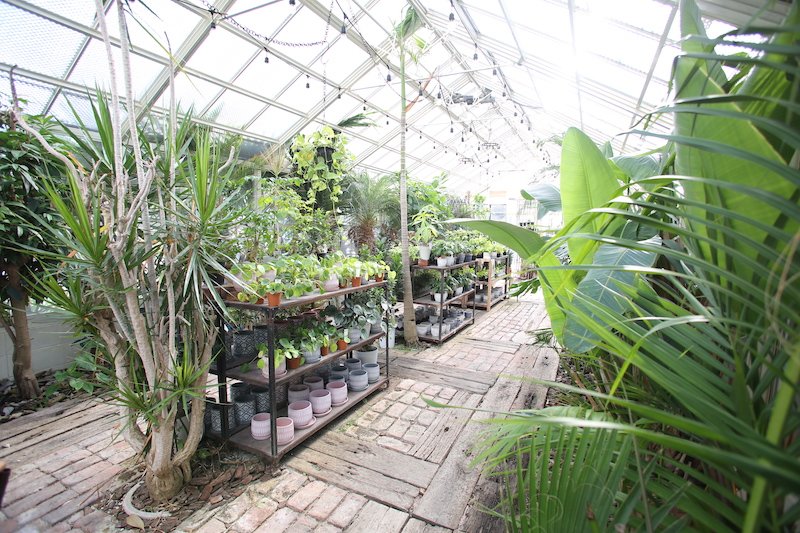 温室には多彩な観葉植物が
