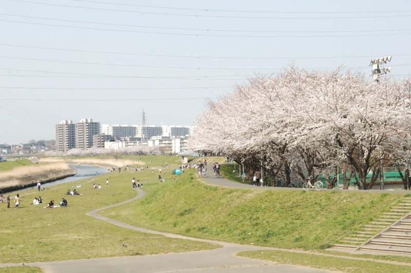 桜並木が美しい春の「柳瀬川」
