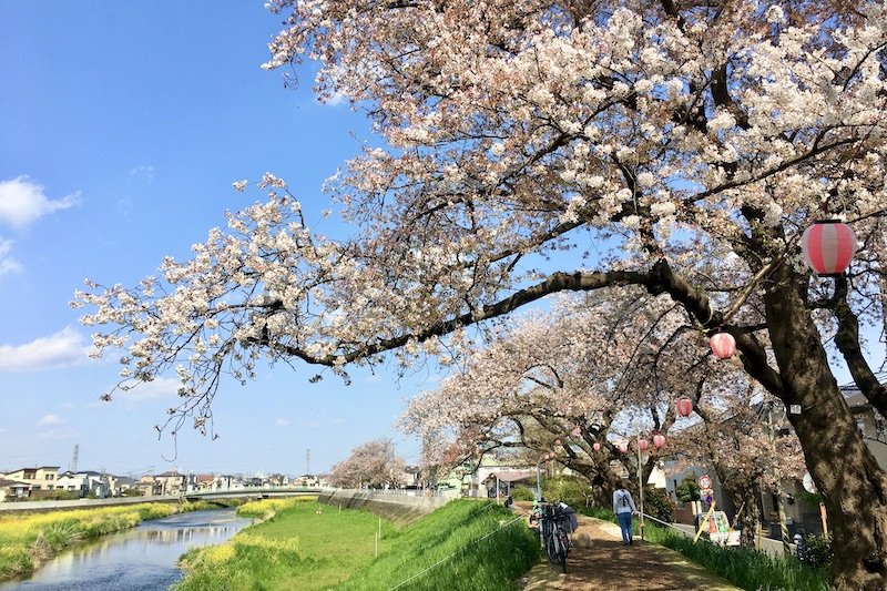 「柳瀬川桜祭り」が催される川沿いの様子